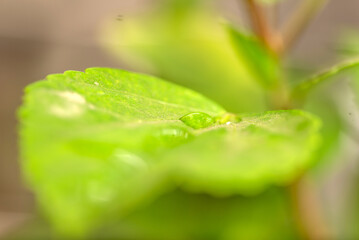 Water drop on fresh green leaves