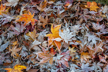 紅葉の絨毯