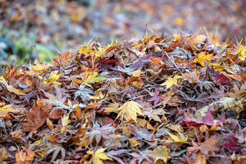 紅葉の絨毯