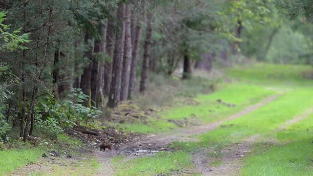 Red Squirrel drinking in a puddle on a forest path and leaping away at the end of the day. Sciurus vulgaris, Sologne, Loiret 45, r&eacute;gion Centre Val de Loire, France, European Union, Europe