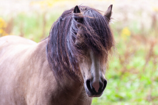 Horses at Eglinton Country Park near Glasgow, Scotland, UK. The park provides designated trails for horse riding, popular spot for equestrian activities. Great for walking, cycling, family outings. 