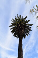 Towering Palm Tree Against a Bright Blue Sky