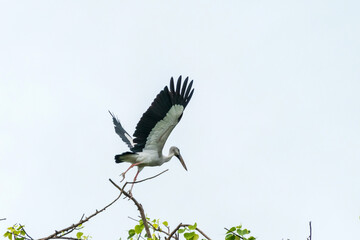 Asian open bill have to fly from tree branch