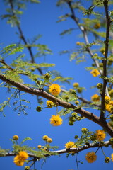 Vibrant Yellow Mimosa Flowers Against Deep Blue Sky