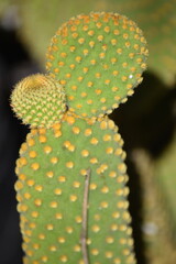 Close-up of Green Opuntia Cactus Paddles with Yellow Areoles