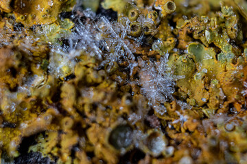 Macro photography of snowflakes and ice crystals on green and yellow moss. Suitable for nature, winter, microcosm, textures and background themes.