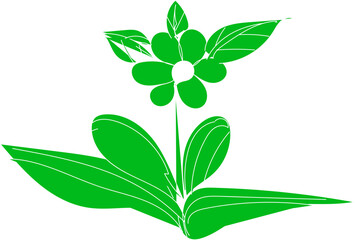 Green flower with leaves