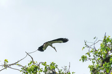 Asian open bill have to fly from tree branch