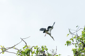 Asian open bill is flying on isolated blue sky