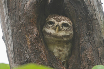 Spotted Owl in its nest