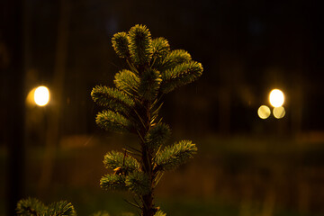 Small young Christmas natural green fir tree in the night in the forest park near the lake in the street evening lights lamps. Closeup winter outdoors portrait