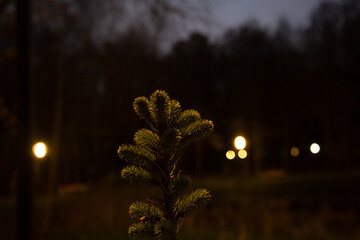 Small young Christmas natural green fir tree in the night in the forest park near the lake in the...