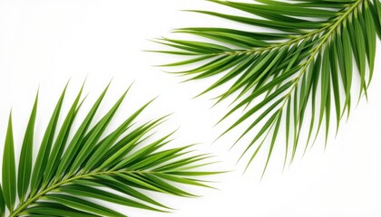 Obraz premium Lush green palm leaves natural setting plant composition bright environment close-up view tropical concept