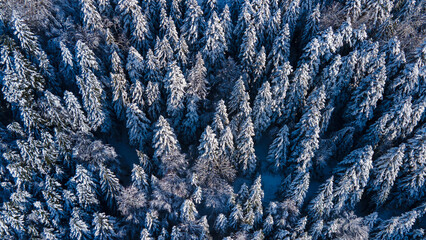 beautiful winter landscape, forest in snow aerial view, fir trees covered by snow