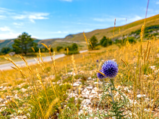 Globe Thistle on Mountain Road near Forca di Presta