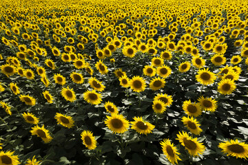Vast and vibrant field of sunflowers blooming under the summer sun.