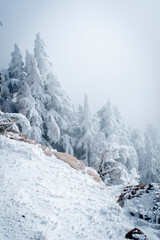 Snow Covered Atlas Cedar trees in Chelia National Park Algeria