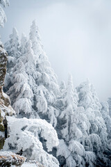Snow Covered Atlas Cedar trees in Chelia National Park Algeria