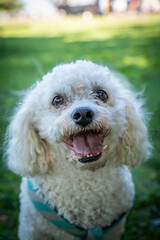 Happy White Bichon Frise Mix Dog Portrait Looking Upward with Mouth Open and Tongue Out