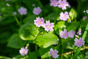 Pink purslane (claytonia sibirica) flowers in bloom