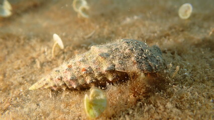 Common cerith or European cerith (Thericium vulgatum) shell with a hermit crab undersea, Ligurian Sea, Italy, Imperia