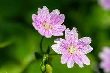 Pink purslane (claytonia sibirica) flowers in bloom