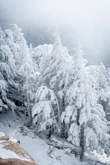 Snow Covered Atlas Cedar trees in Chelia National Park Algeria