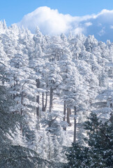 Snow Covered Atlas Cedar trees in Chelia National Park Algeria