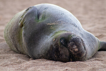 Large seal on beach sunbathing