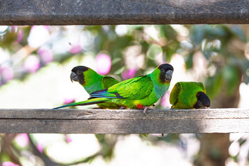 Nanday parakeet (Aratinga nenday), bird known as the black-hooded parakeet or nanday conure. Pocone, North Pantanal Mato Grosso, Brazil. Brazilian wildlife and birdwatching.