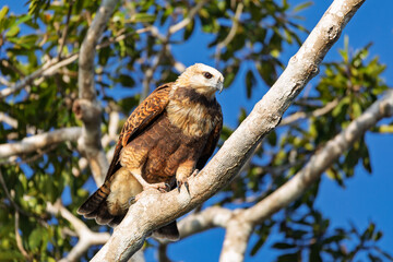 Black-collared hawk (Busarellus nigricollis), species of bird of prey in the family Accipitridae. Pocone, North Pantanal Mato Grosso, Brazil. Brazilian wildlife and birdwatching.