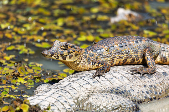 Baby of Yacare caiman (Caiman yacare), jacare caiman or southern spectacled caiman. resting on moms back. Close up portrait in water. Pocone, North Pantanal, Mato Grosso, Brazil. Brazilian wildlife.