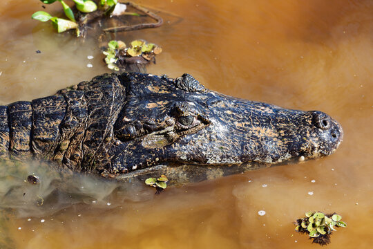 Yacare caiman (Caiman yacare), or jacare caiman or southern spectacled caiman Close up portrait in water. Pocone, North Pantanal, Mato Grosso, Brazil. Brazilian wildlife.