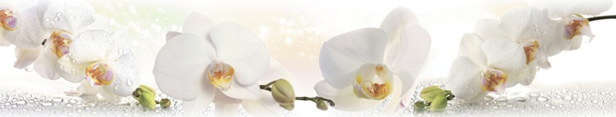White orchid blossoms with fresh dew drops in a bright panoramic floral composition with soft light and delicate reflections
