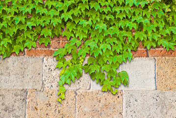 Old medieval stone and brick wall covered with fresh green ivy.