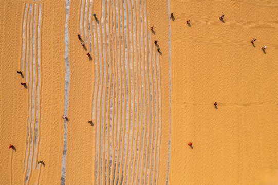 Aerial view of golden fields contrasting with linear patterns and scattered human figures under the sun, Dhamrai, Dhaka Division, Bangladesh.