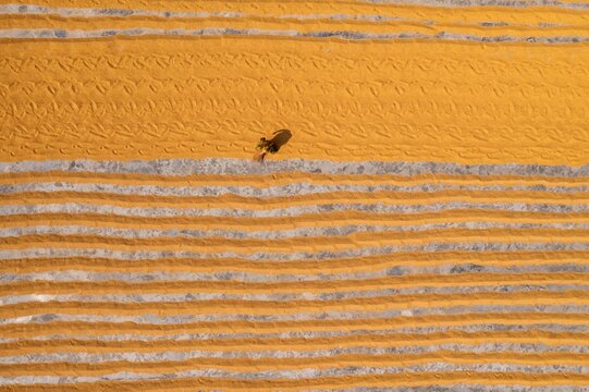 Aerial view of golden fields juxtaposed with silvery paths, creating a mesmerizing contrast, as a lone figure walks, Dhamrai, Dhaka Division, Bangladesh.