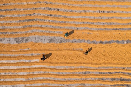 Aerial view of farmers drying golden crops in parallel lines, casting long shadows under the sun, Dhamrai, Dhaka Division, Bangladesh.