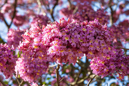 Handroanthus impetiginosus, pink ipe, pink lapacho , pink trumpet tree or macuelizo enano, flowering tree in the family Bignoniaceae. Bonito. Mato Grosso do Sul, Brazil.