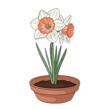Potted Daffodils, Spring Flower Illustration, Narcissus Plant in Terracotta Pot, Blooming Seasonal Botany Art