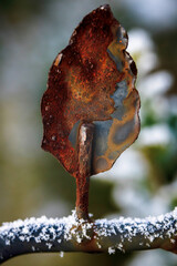 Rusty , metal , leaf