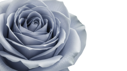  Soft blue rose flower petals close up on transparent background PNG image file