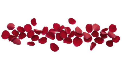 Red Rose Petals Scattered on a Transparent Background PNG File for Valentine's Day