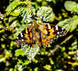 Multi-Colored moth eating nectar © Lightecho