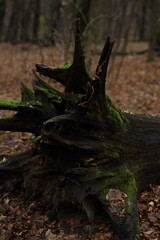 Moss covered tree stump in a forest during autumn with fallen leaves surrounding it