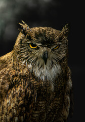 retrato de un buho en fondo oscuro