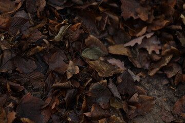 Fallen leaves cover the ground in a forest during autumn months as nature prepares for winter season
