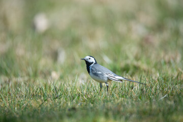 Fototapeta premium A passerine, white wagtail, Motacilla alba, on lawn. Bird photography taken in Sweden in springtime, April. Blurred background with copy space, place for place. 