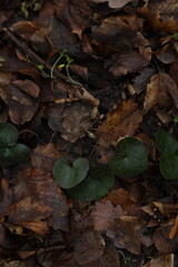 Leaves cover the ground with green plants growing among the dried bits, creating a natural scene in a forest during autumn