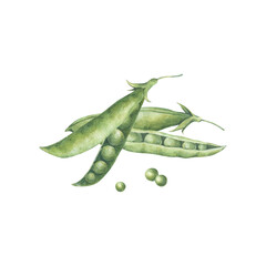 Composition with pods and seeds of green peas. Watercolor illustration hand drawn and isolated on a white background. Perfect for design packing of food, poster, postcard, other polygraph, tableware.